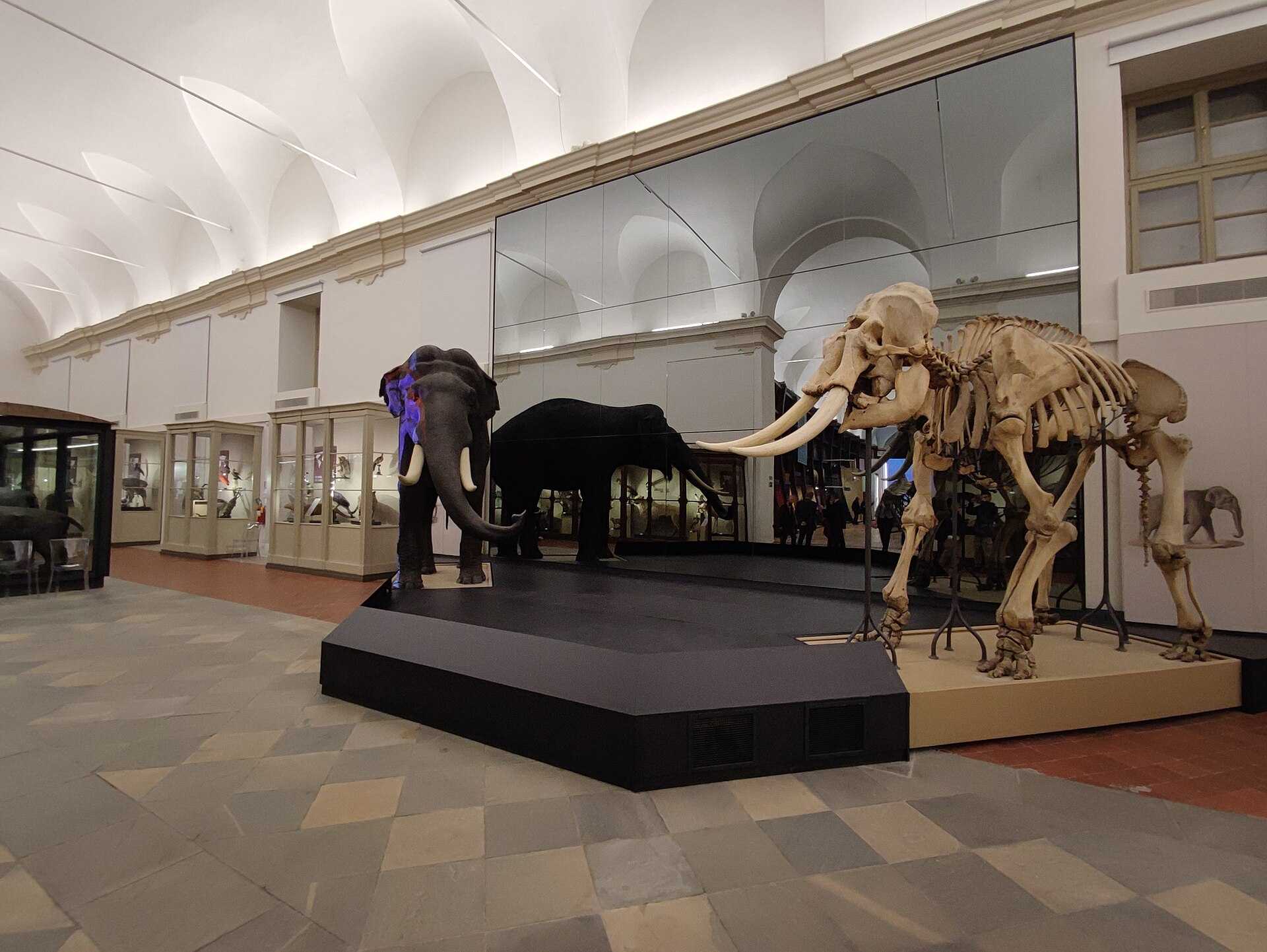 Museo regionale di scienze naturali, torino